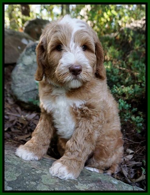 Ashby Grover pups 8 wks old 121