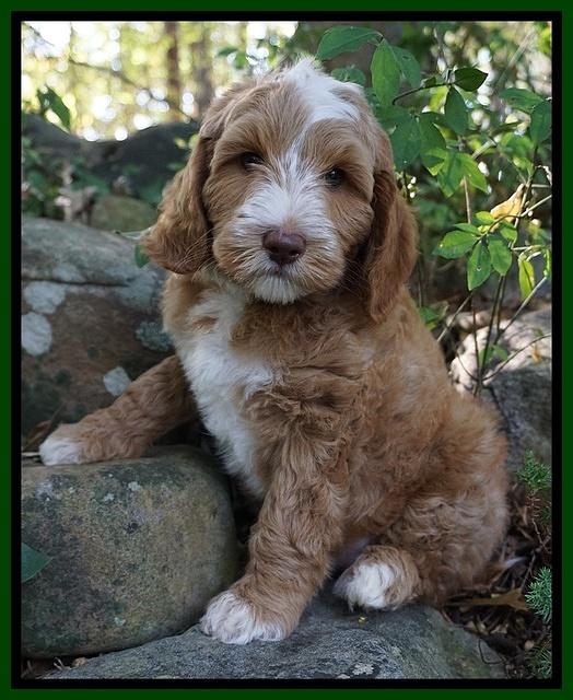 Ashby Grover pups 8 wks old 151