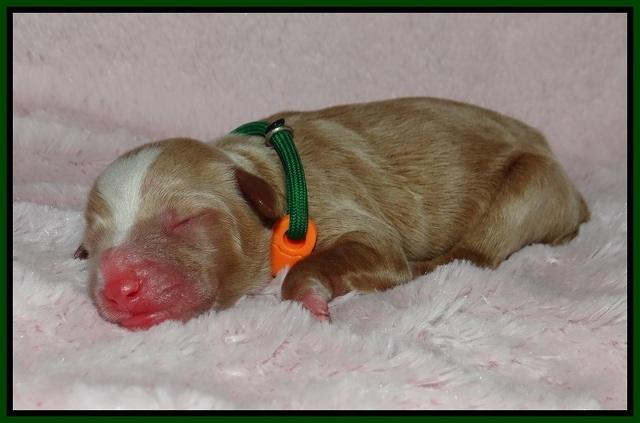 Ashby Grover pups newborn 121