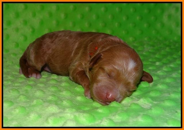 Ashby Grover pups 1 wk old 191