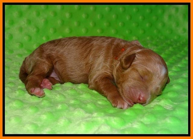 Ashby Grover pups 1 wk old 211