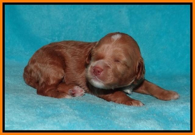 Ashby Grover pups 2 wks old 151