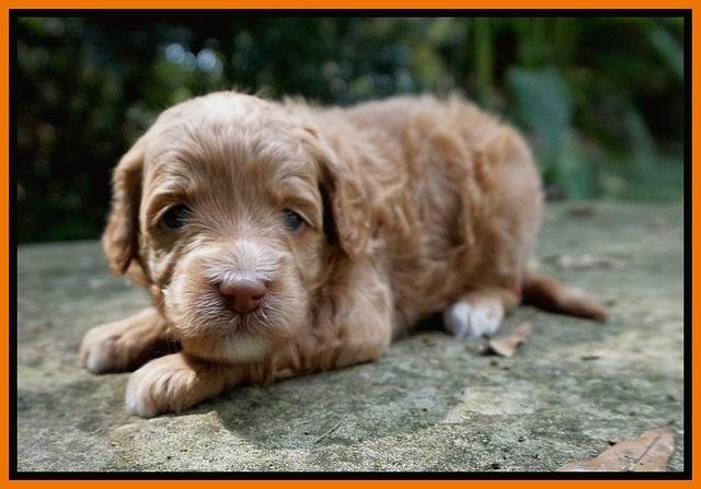 Ashby Grover pups 3 wks old 191