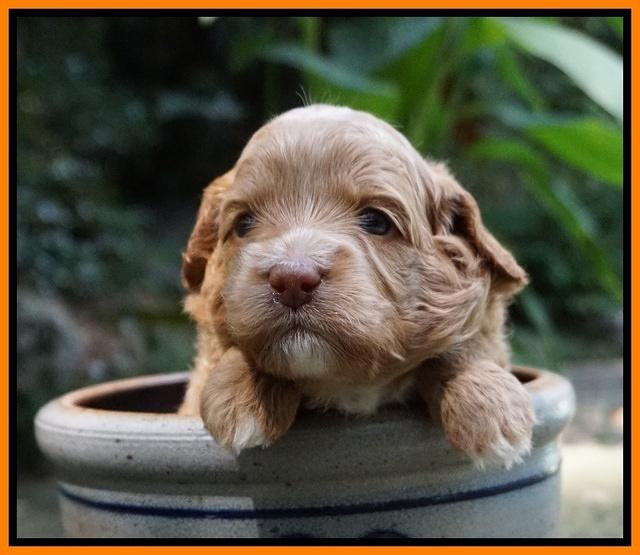 Ashby Grover pups 3 wks old 231