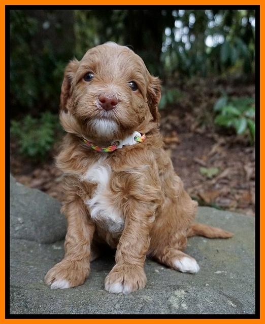 Ashby Grover pups 4 wks old 231