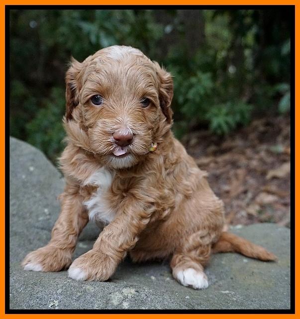 Ashby Grover pups 4 wks old 241