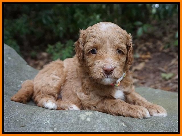 Ashby Grover pups 4 wks old 251