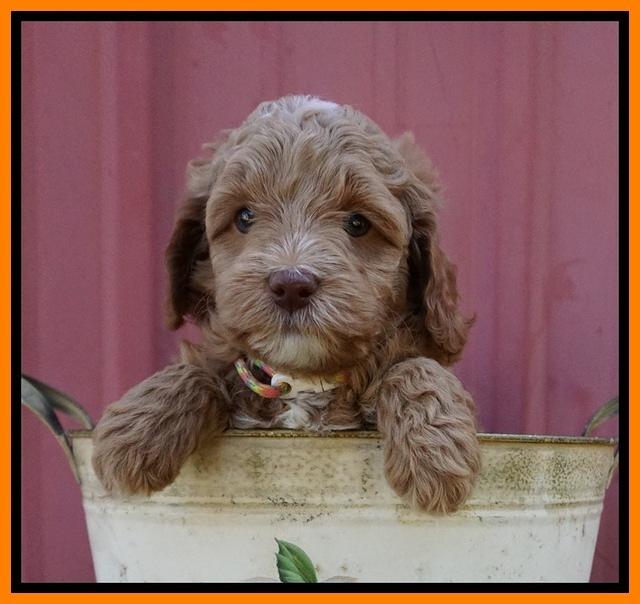 Ashby Grover pups 6 wks old 311