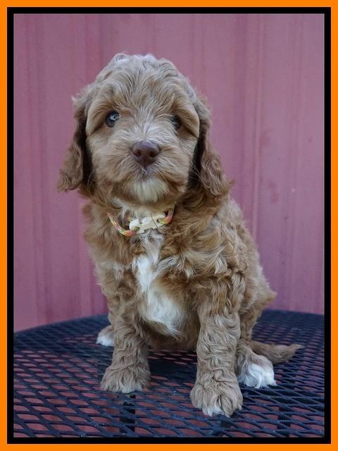 Ashby Grover pups 6 wks old 321
