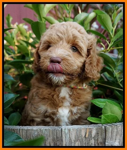 Ashby Grover pups 7 wks old 361