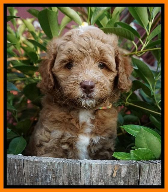 Ashby Grover pups 7 wks old 371