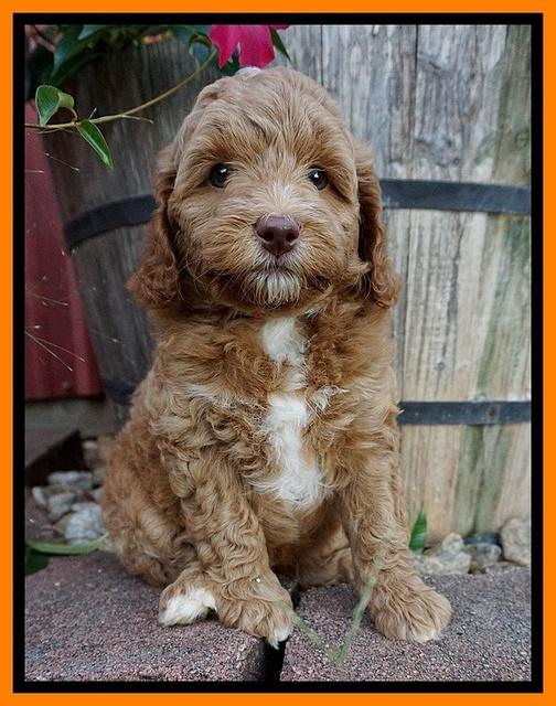 Ashby Grover pups 7 wks old 381