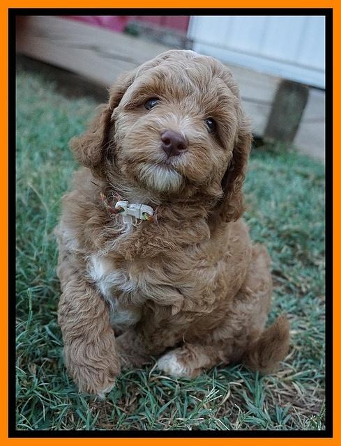 Ashby Grover pups 7 wks old 411