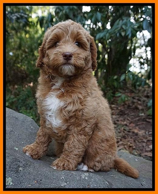 Ashby Grover pups 8 wks old 4182