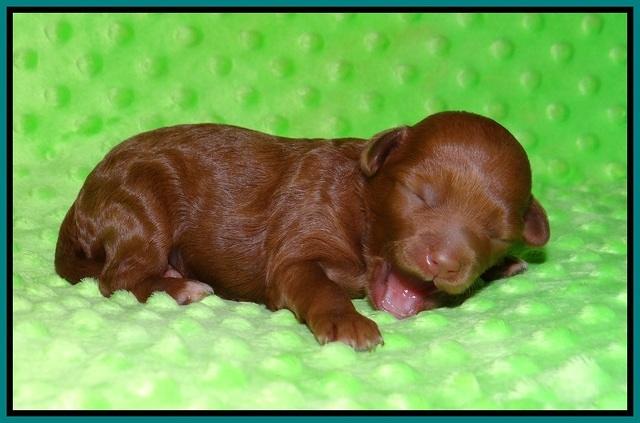 Ashby Grover pups 1 wk old 101