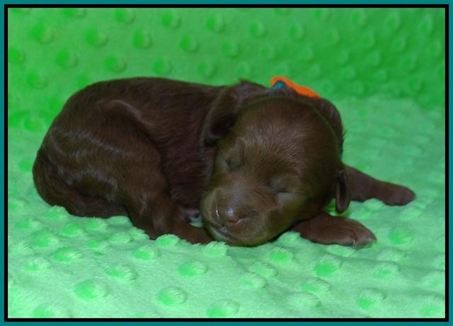 Ashby Grover pups 1 wk old 111