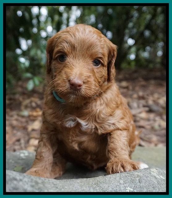 Ashby Grover pups 4 wks old 111