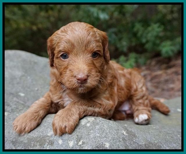 Ashby Grover pups 4 wks old 141