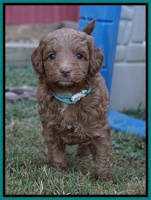 Ashby Grover pups 5 wks old 151
