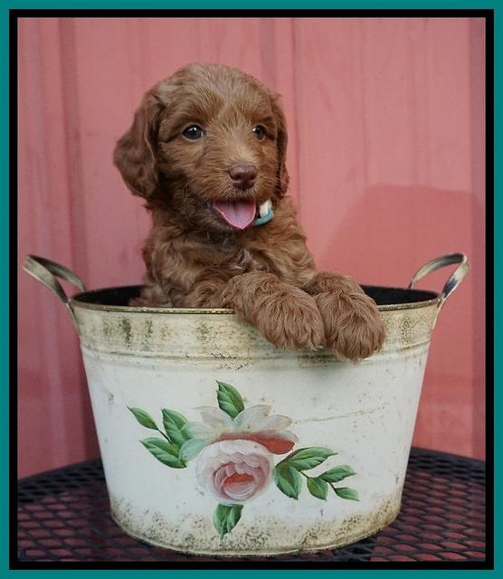 Ashby Grover pups 6 wks old 181