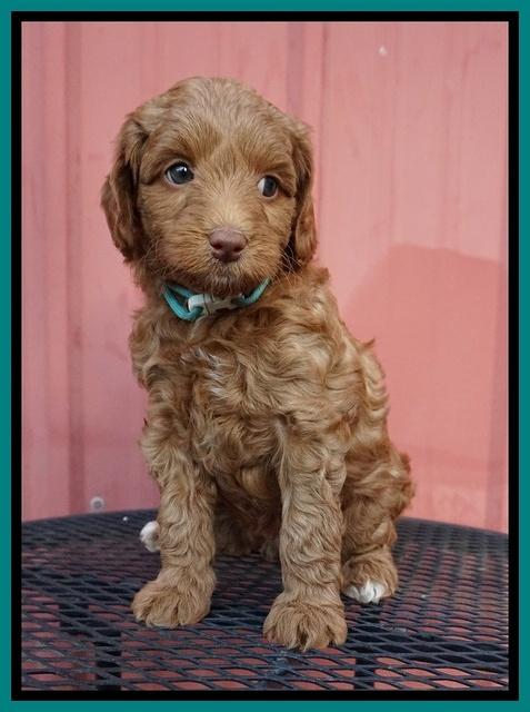 Ashby Grover pups 6 wks old 191
