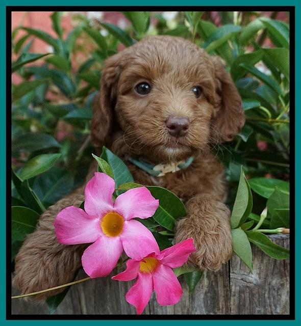 Ashby Grover pups 7 wks old 231