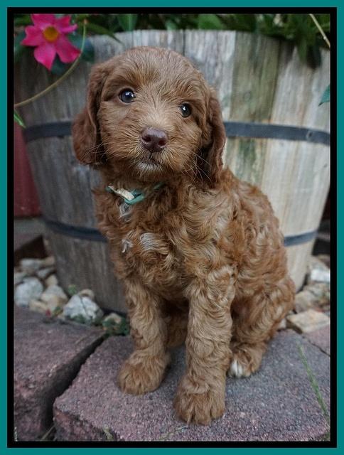 Ashby Grover pups 7 wks old 241