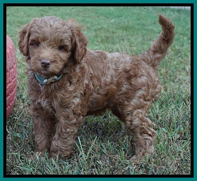 Ashby Grover pups 7 wks old 261