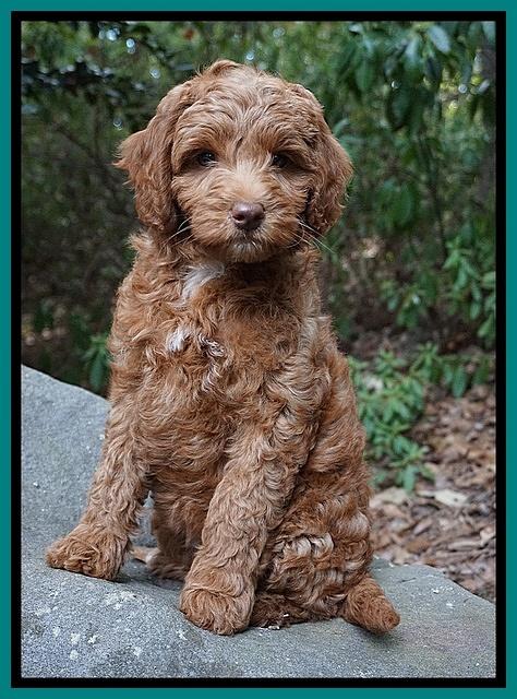 Ashby Grover pups 8 wks old 3182