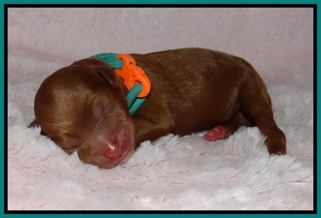 Ashby Grover pups newborn 91