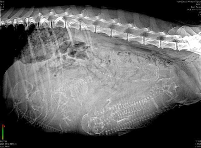 Ashby Grover preg 2 xray day 57
