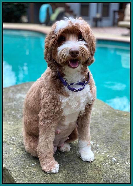 Ashby by the pool day 59 preg 2 3