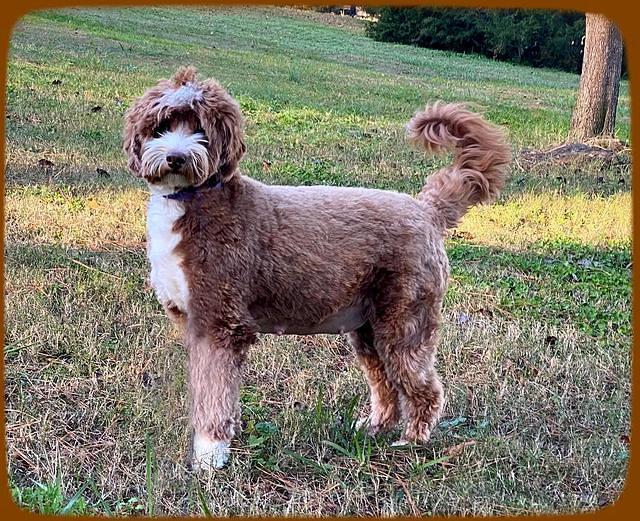 Ashby day 60 stand pasture preg 2