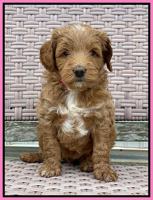 Ashby Grover 2 pups 5 wks old41