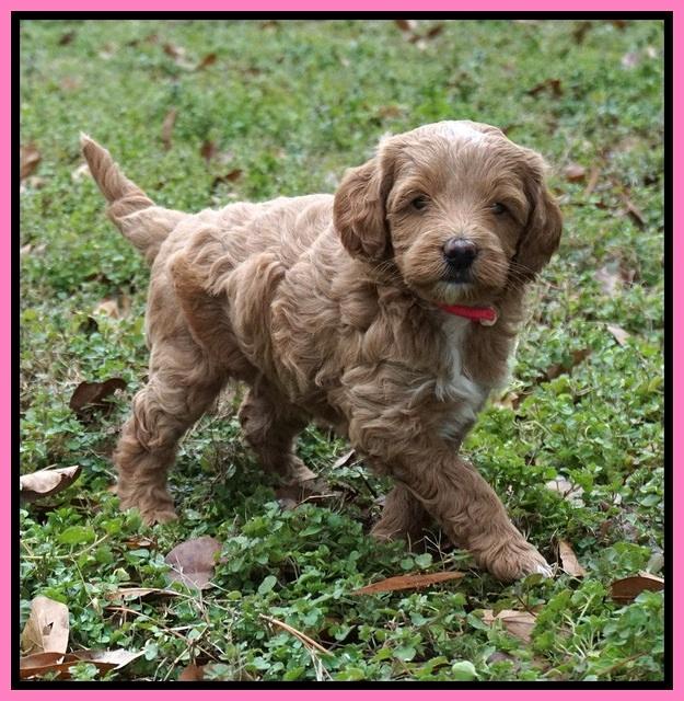 Ashby Grover 2 pups 5 wks old61