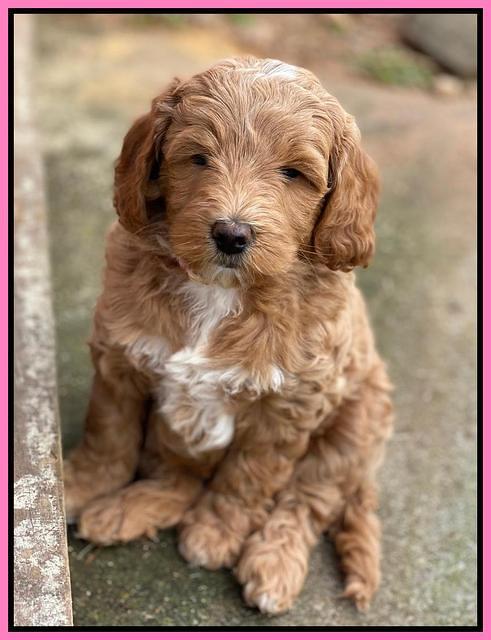 Ashby Grover 2 pups 7 wks old 31