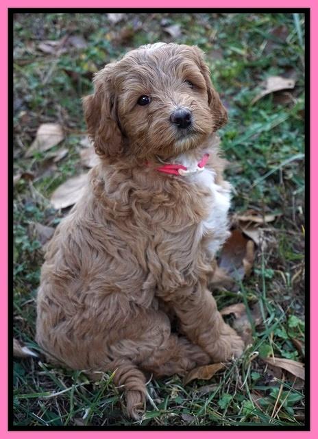 Ashby Grover 2 pups 7 wks old 41