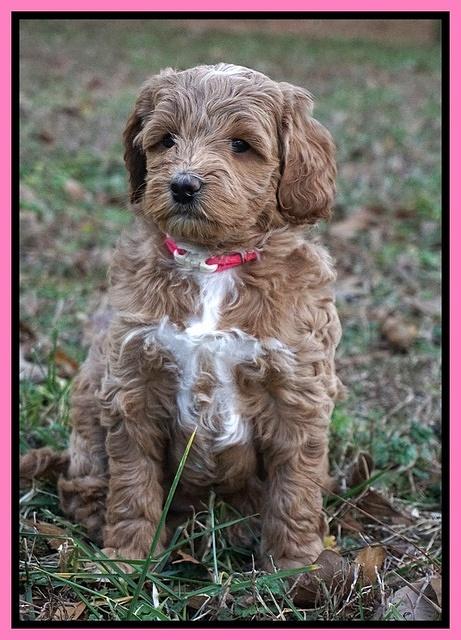 Ashby Grover 2 pups 7 wks old 61