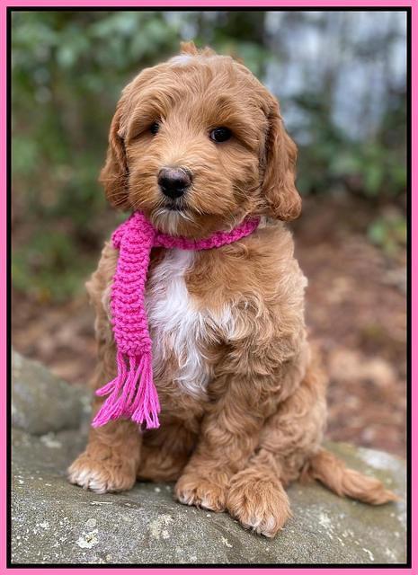 Ashby Grover 2 pups 8 wks old 5112