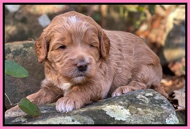 Ashby Grover pups 3 wks old 61