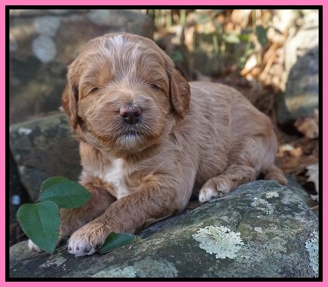 Ashby Grover pups 3 wks old 71