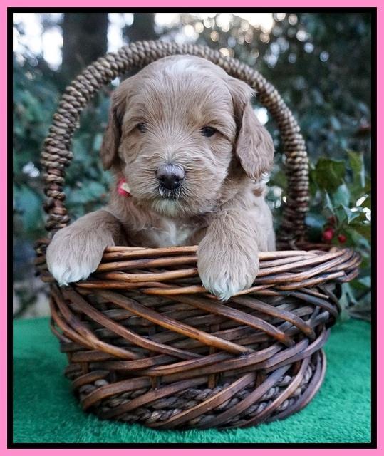 Ashby Grover pups 4 wks old 21