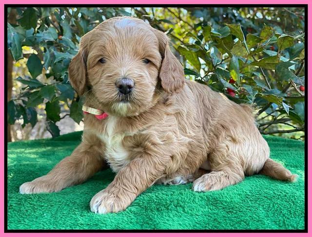 Ashby Grover pups 4 wks old 31