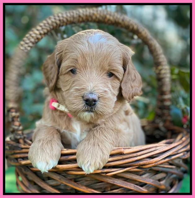 Ashby Grover pups 4 wks old 61