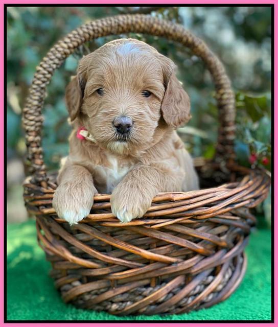 Ashby Grover pups 4 wks old 71