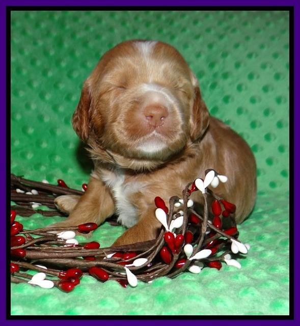 Ashby Grover 2 pups 2 wk old 71