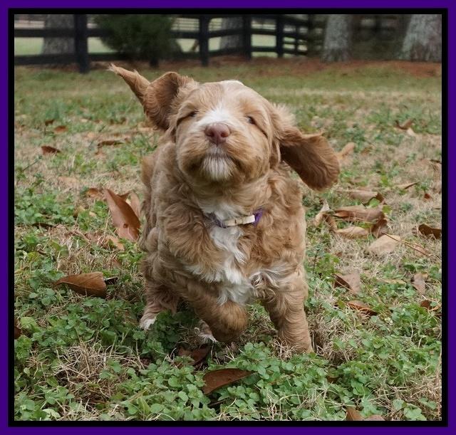Ashby Grover 2 pups 5 wks old121