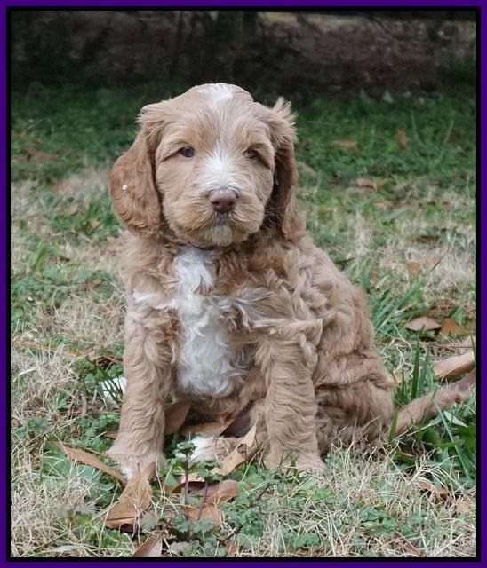 Ashby Grover 2 pups 5 wks old131