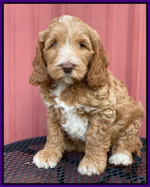 Ashby Grover 2 pups 7 wks old 91