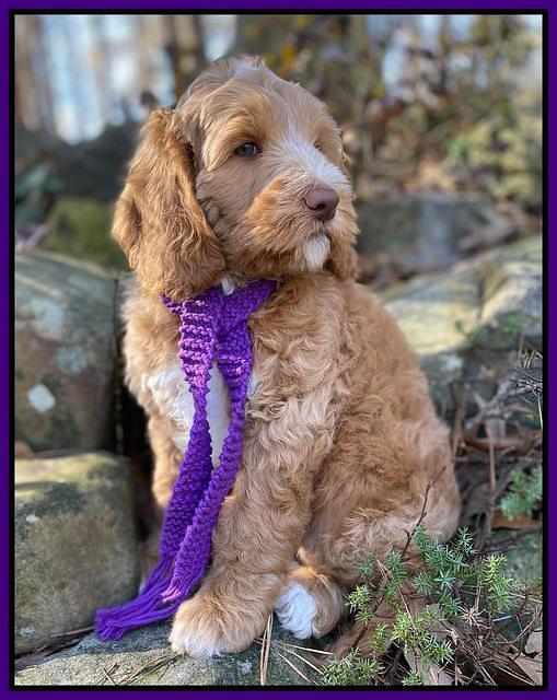 Ashby Grover 2 pups 8 wks old 51